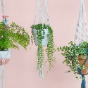 Suspension Plantes